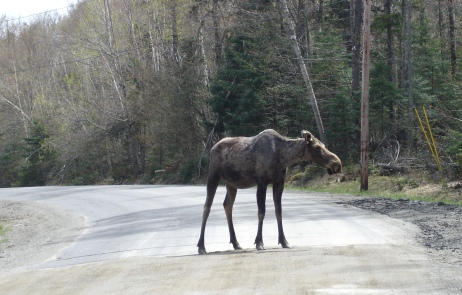 maine north woods moose