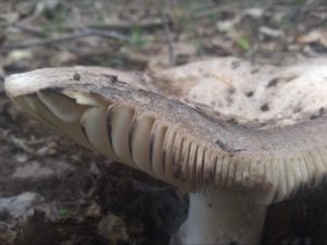 mushroom food