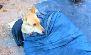 SHTFblog survival cache bug out dog pack sleeping bag bff