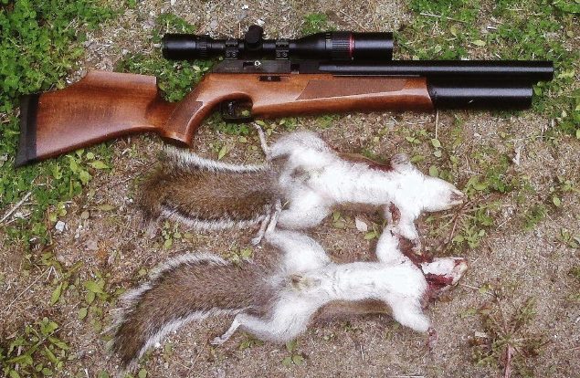 .22 squirrel rifle