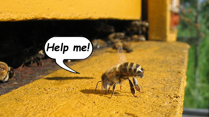 common honeybee pest solutions