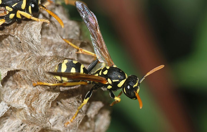 enemy wasp