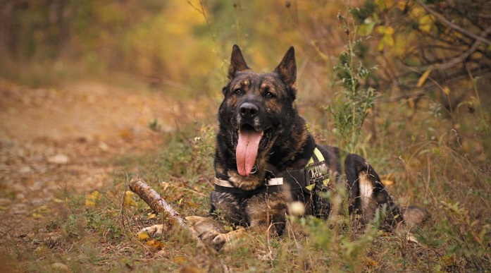 german shepherd dog tracking