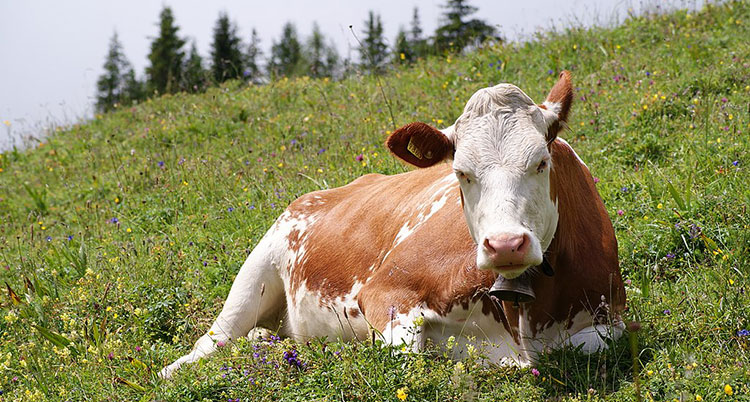 cow lying in field weather forecasting