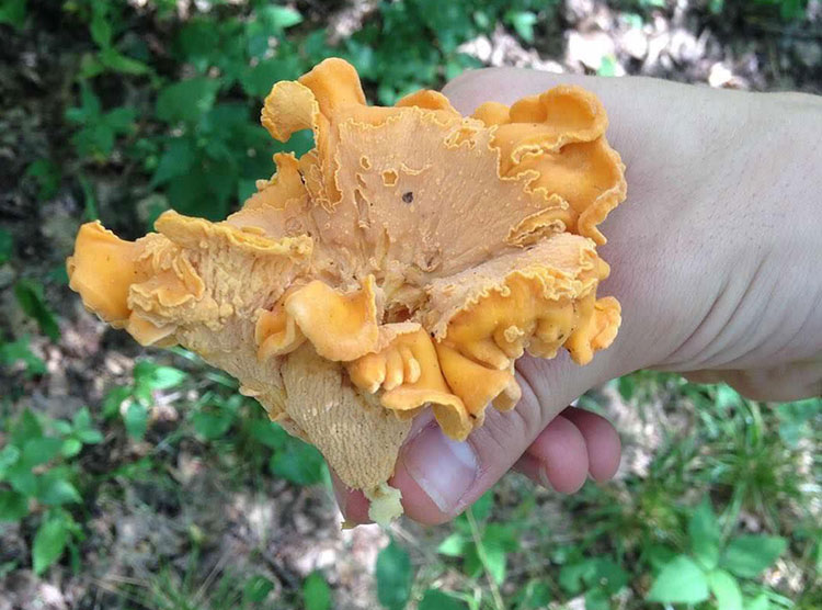 chanterelle mushroom found