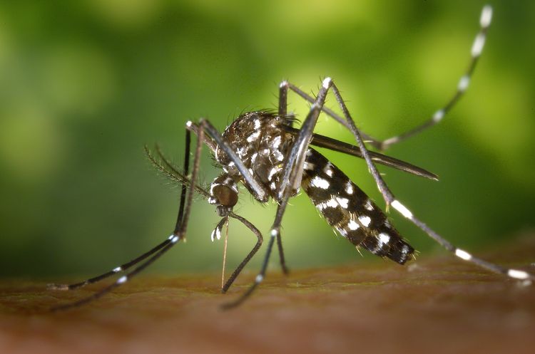 With mosquitoes, repel bugs naturally