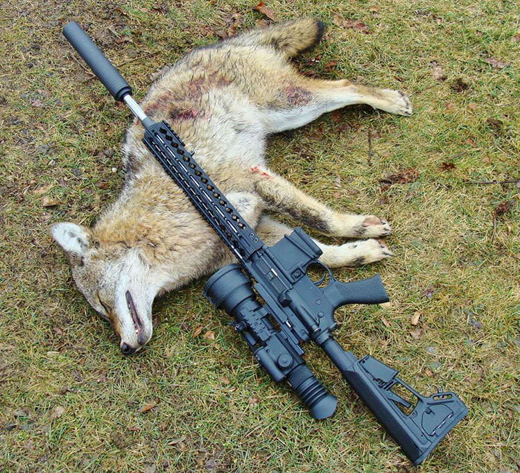 coyote 5.56 varmint round
