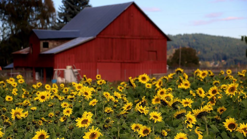 why to grow sunflowers feature