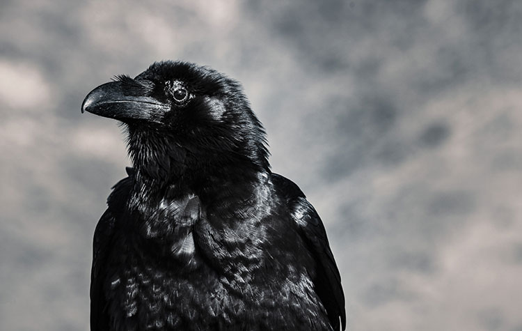 crow face
