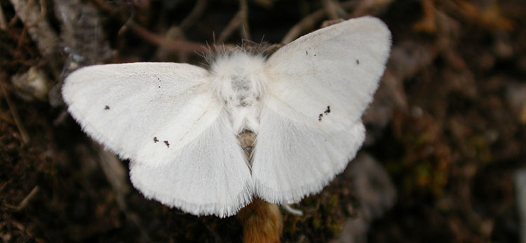 browntail moth
