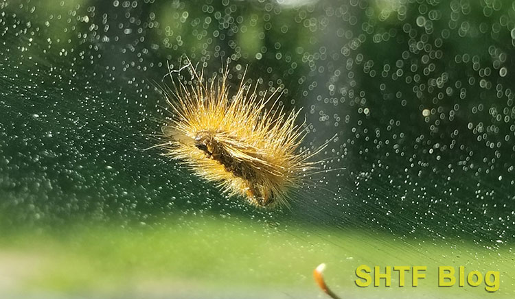 browntail moth on windshield