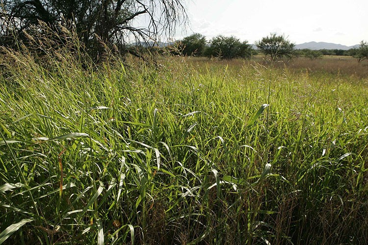 Johnson grass