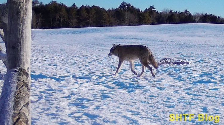 a Maine coyote walking in a field