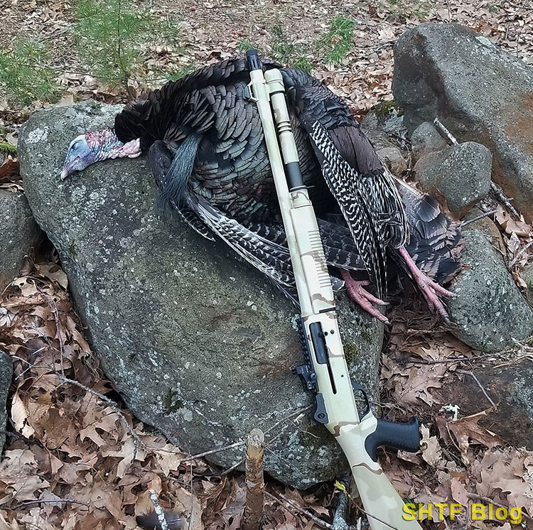 shotgun with turkey