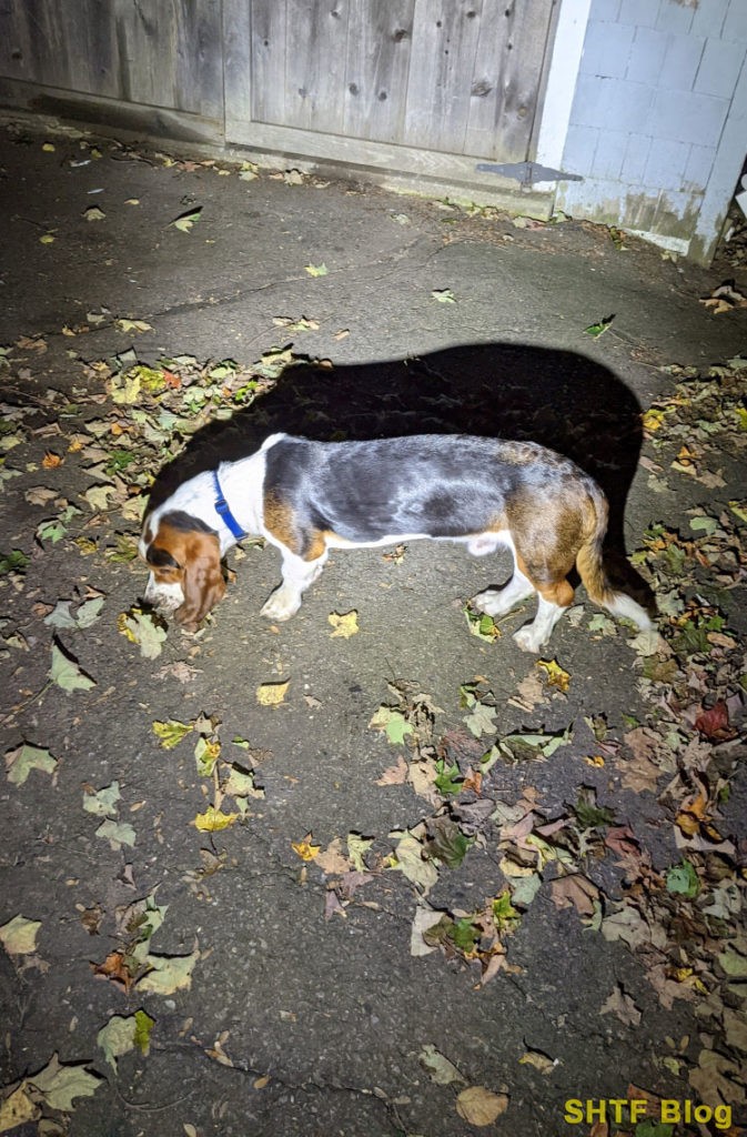 A basset hound in a flashlight article.
