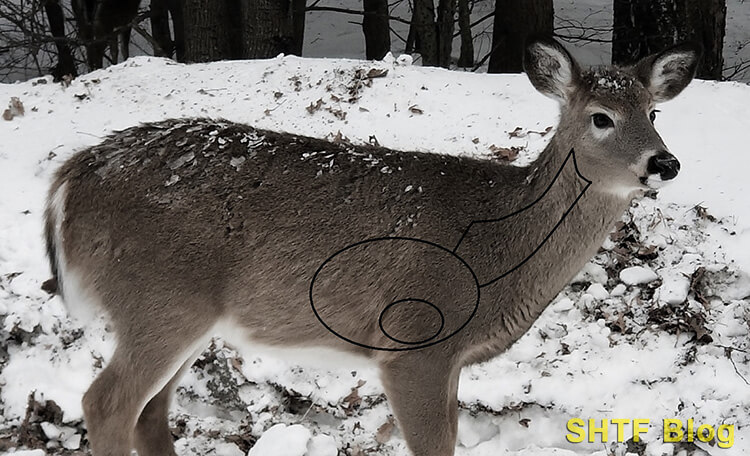 Deer Anatomy Doe