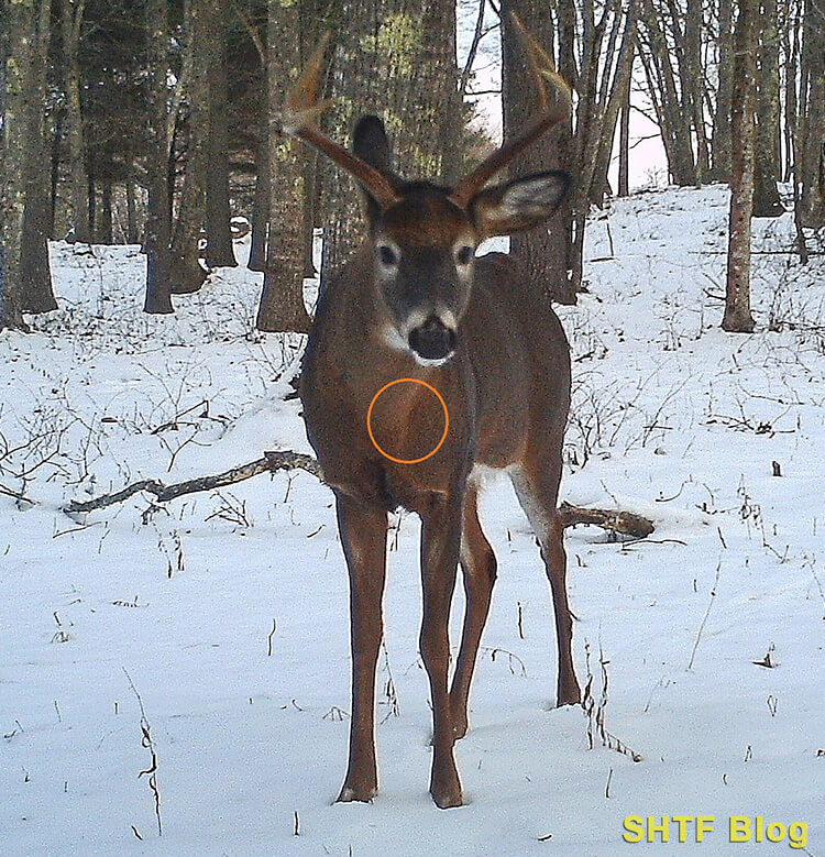 deer shot placement front