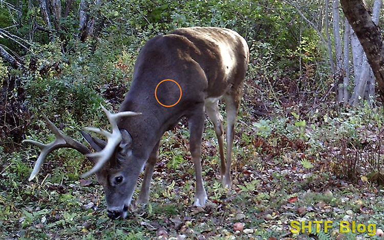Deer Buck Super Aim front