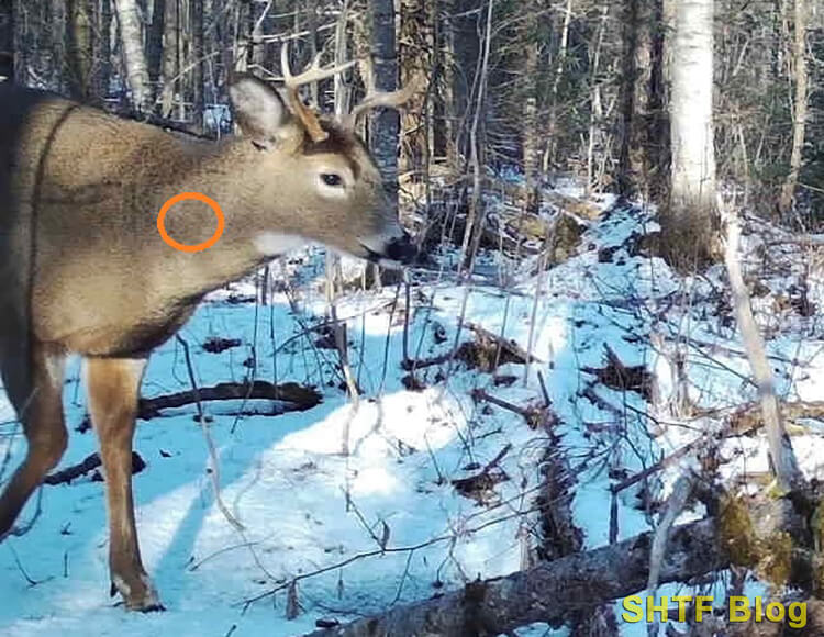 Deer Neck Shot Aim