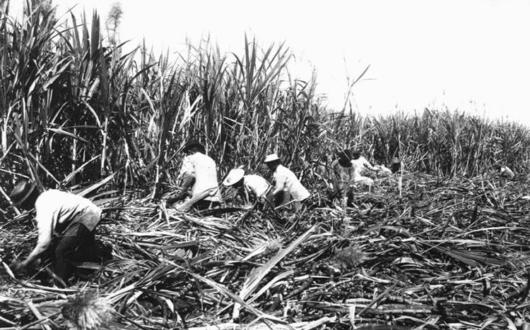 old photo of workers cutting sugarcane