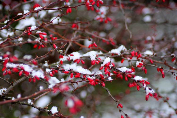 barberry winter bush