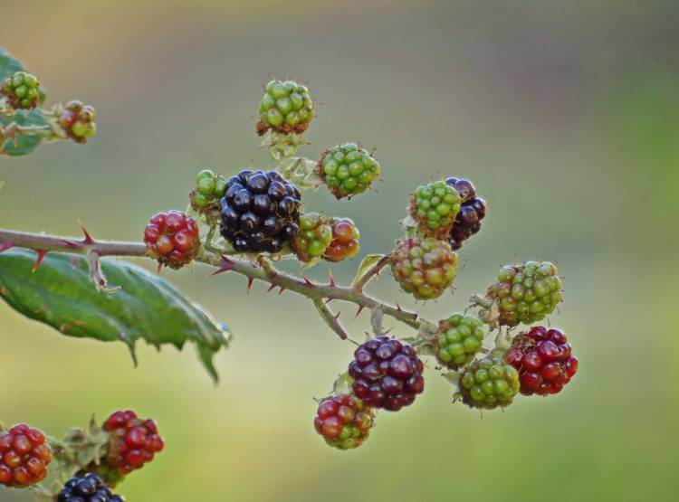 blackberries berry fruit