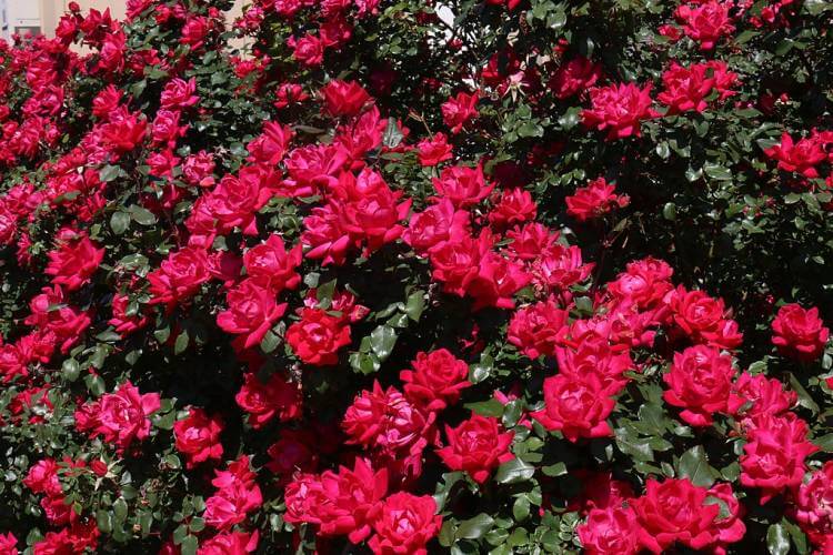 Knockout Roses (Rosa)