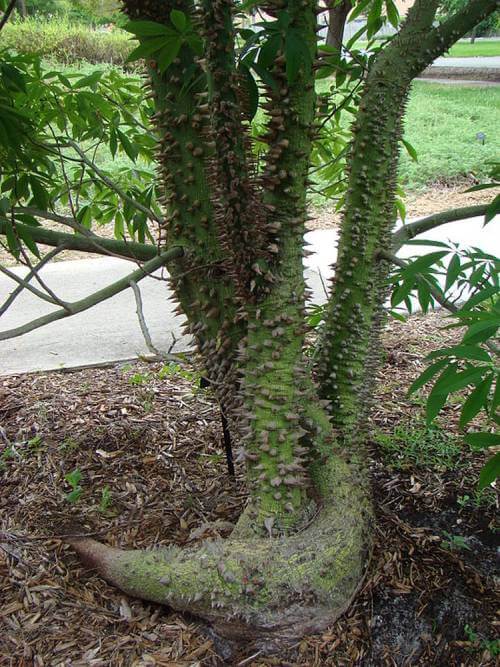Silk Floss Tree (C. speciosa)