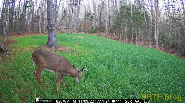 Spartan Camera showing a buck and blind