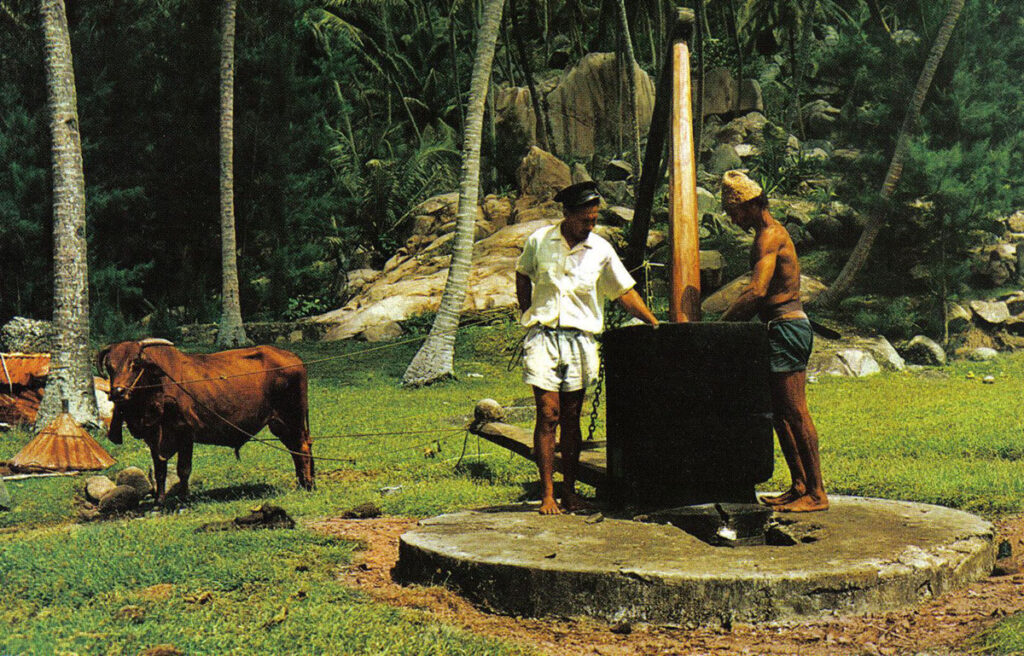 The image shows two individuals operating a large, traditional wooden device, possibly for processing agricultural goods, in a tropical setting. A cow is tethered nearby, and the lush greenery typical of a Pacific island environment surrounds them.