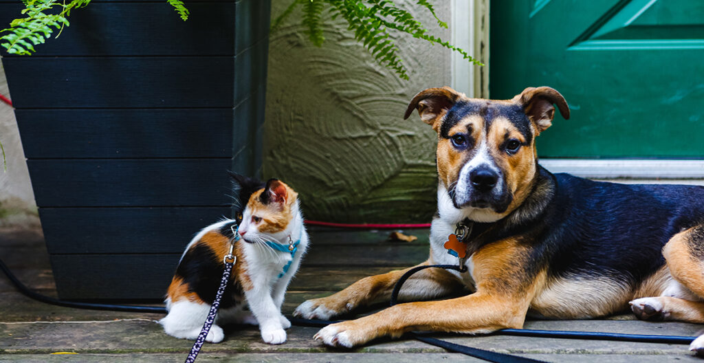 pet survival - dog and cat