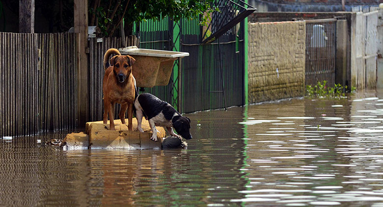 two dogs in a flood